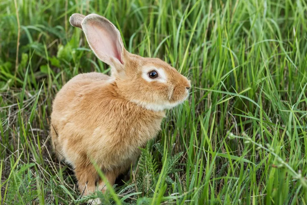 weetjes over konijnen