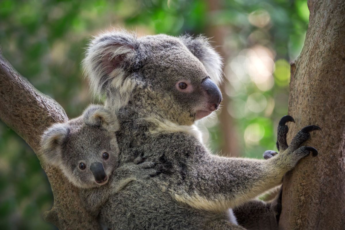 leukste weetjes over koala's